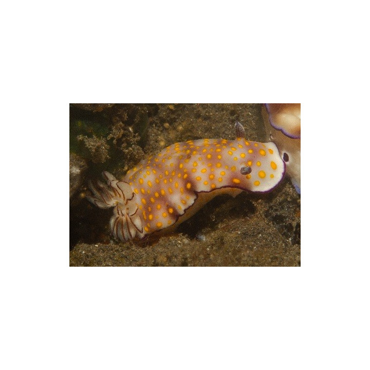 Hypselodoris pulchella