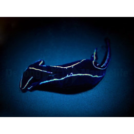 Chelidonura varians - Slug - Neon -