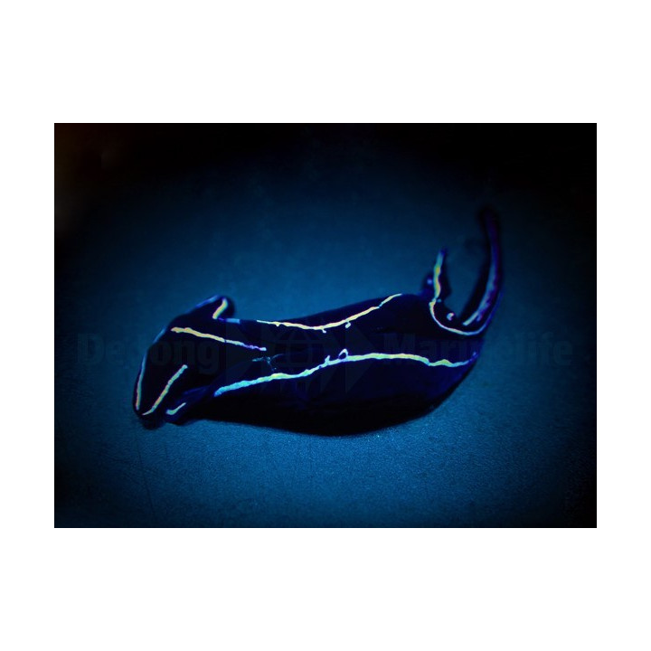 Chelidonura varians - Slug - Neon -