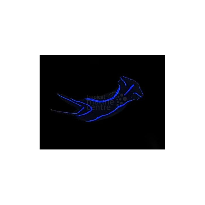 Chelidonura varians - Slug - Neon -
