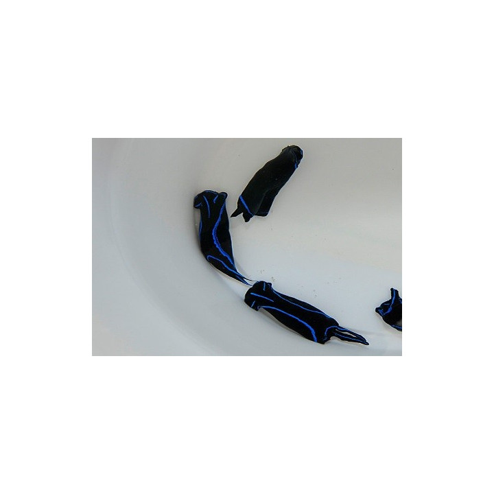 Chelidonura varians - Slug - Neon -