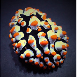 Phyllidia varicosa - Slug - Orange Spot