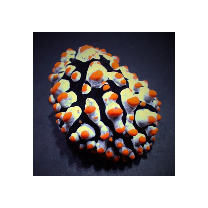 Phyllidia varicosa - Slug - Orange Spot