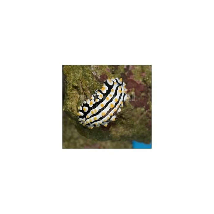 Phyllidia varicosa - Slug - Orange Spot