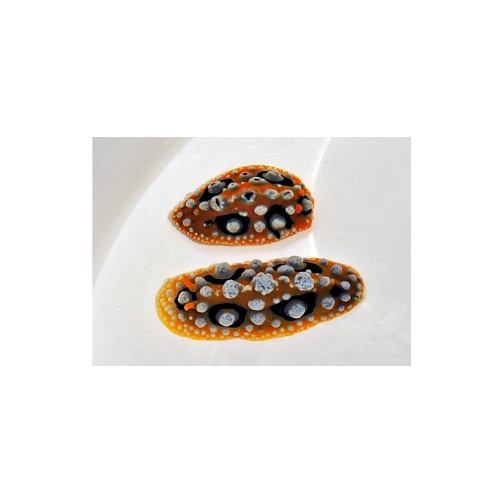 Phyllidia ocellata