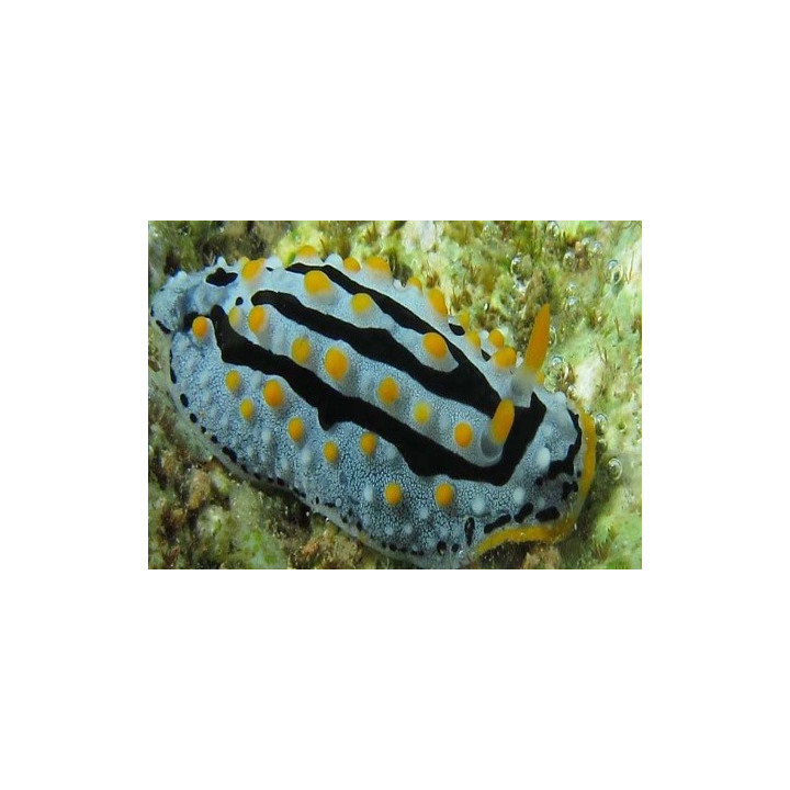 Phyllidia willani