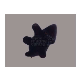 Coriocella hibaye - Slug - Quazimodo -