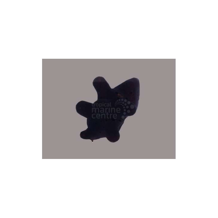 Coriocella hibaye - Slug - Quazimodo -