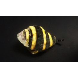 Engina mendicaria - Snail - Bumble Bee