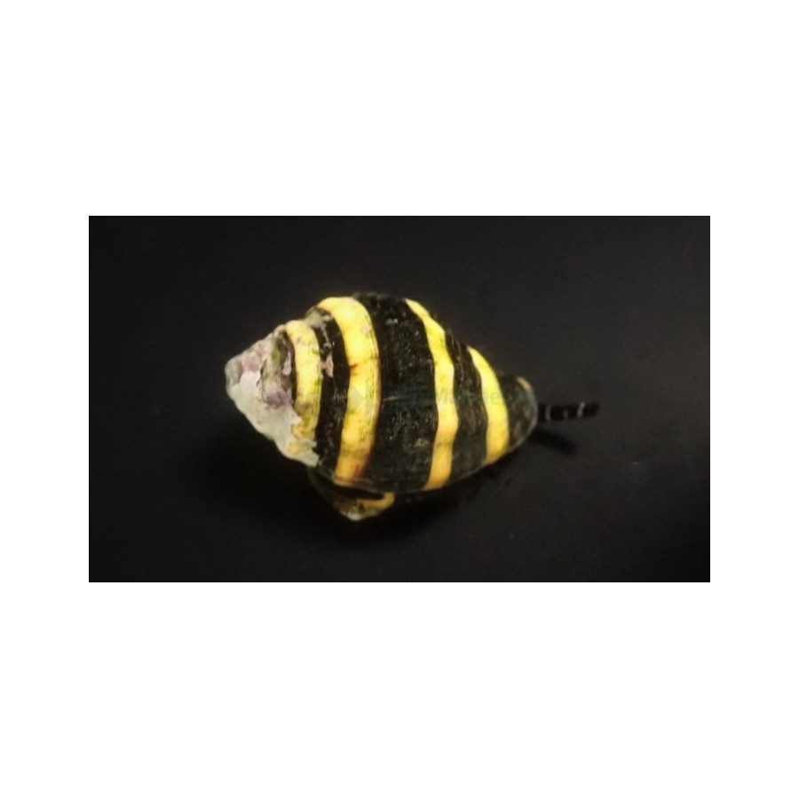 Engina mendicaria - Snail - Bumble Bee