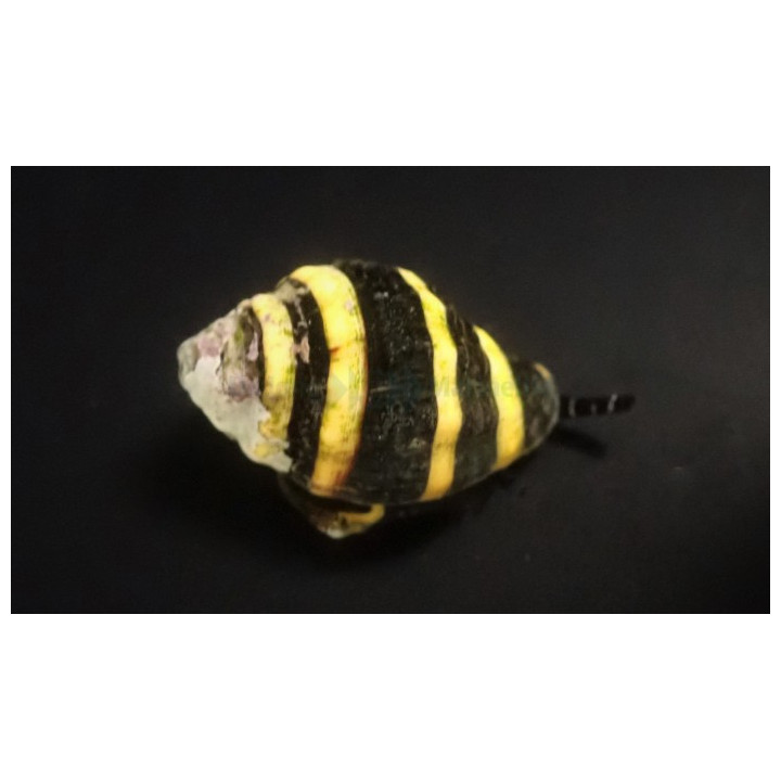 Engina mendicaria - Snail - Bumble Bee