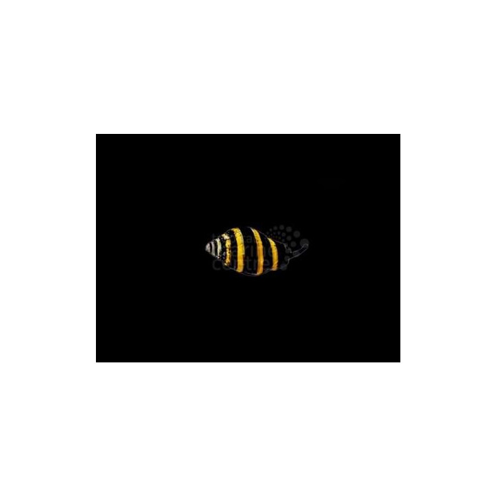 Engina mendicaria - Snail - Bumble Bee