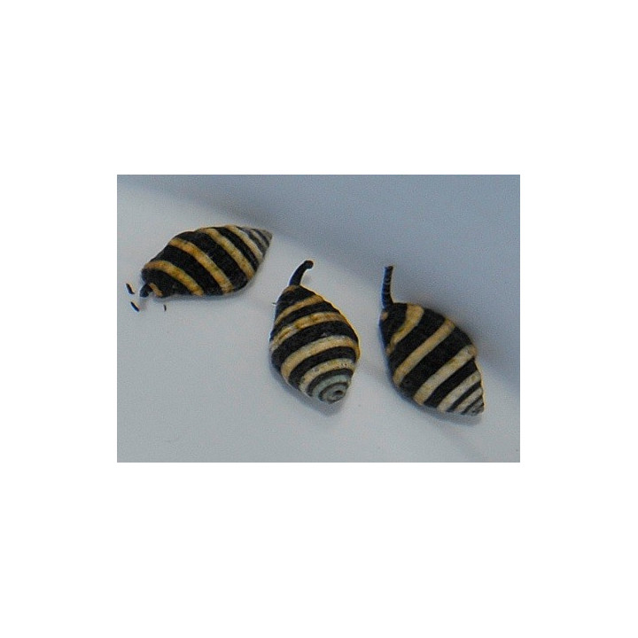 Engina mendicaria - Snail - Bumble Bee
