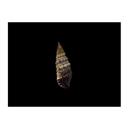 Cerithium spp. - Cerith Snail