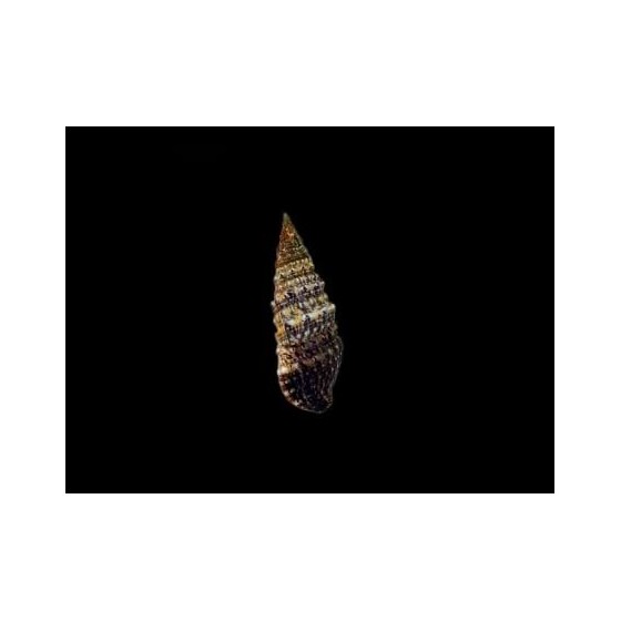 Cerithium spp. - Cerith Snail