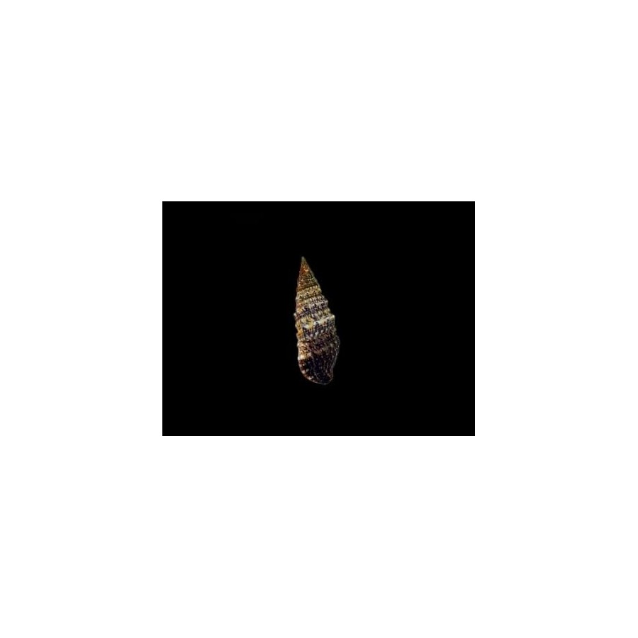 Cerithium spp. - Cerith Snail