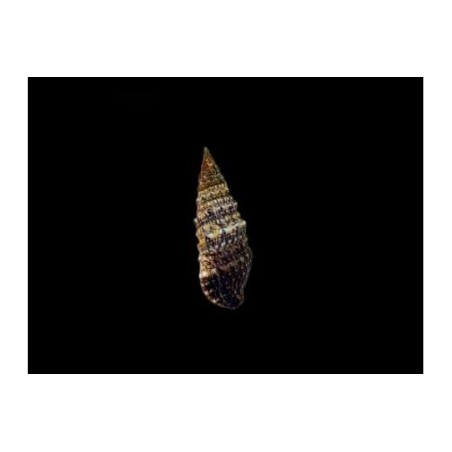 Cerithium spp. - Cerith Snail