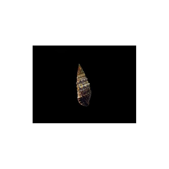 Cerithium spp. - Cerith Snail