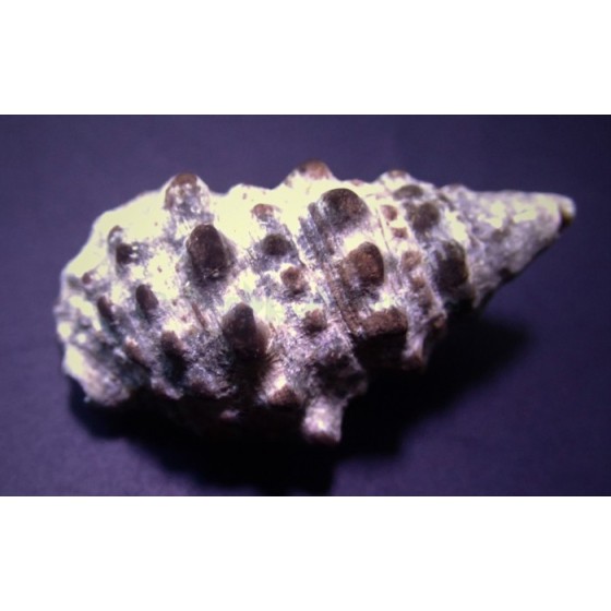 Cerithium caeruleum - Cerith Snail