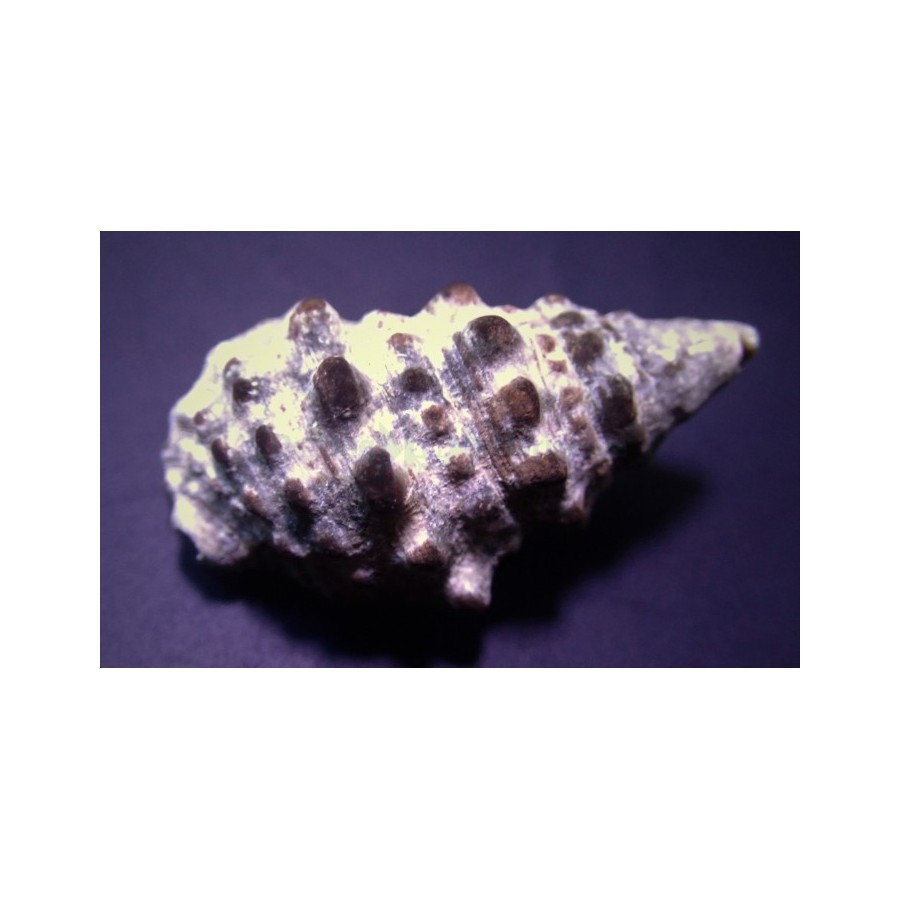 Cerithium caeruleum - Cerith Snail