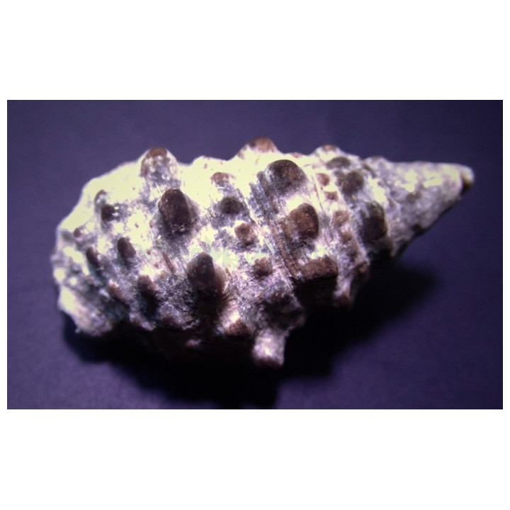 Cerithium caeruleum - Cerith Snail