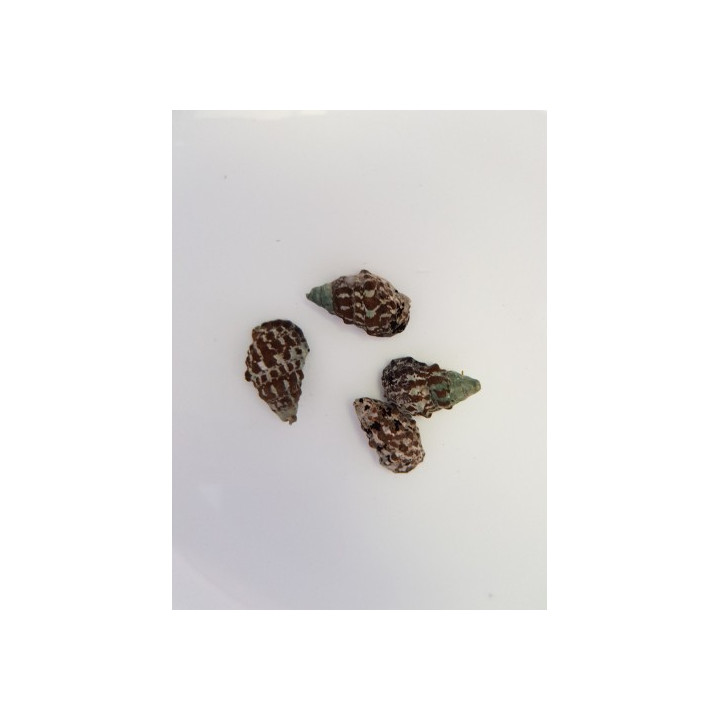 Cerithium caeruleum - Cerith Snail
