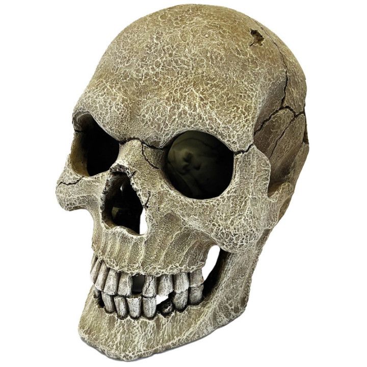Repto REPTO DECO HUMAN SKULL XL - Repto