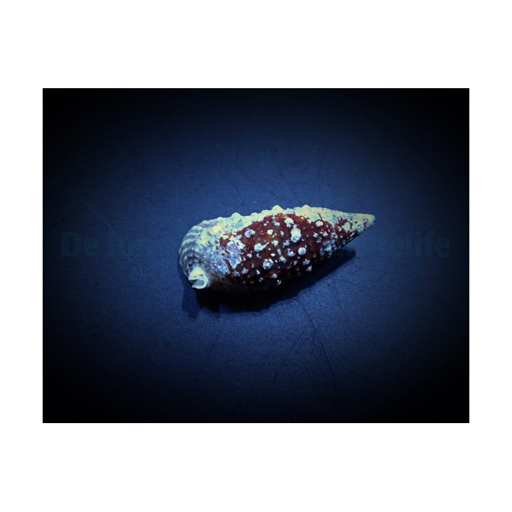 Cerithium (Tehericium) litteratum - Cerith Snail