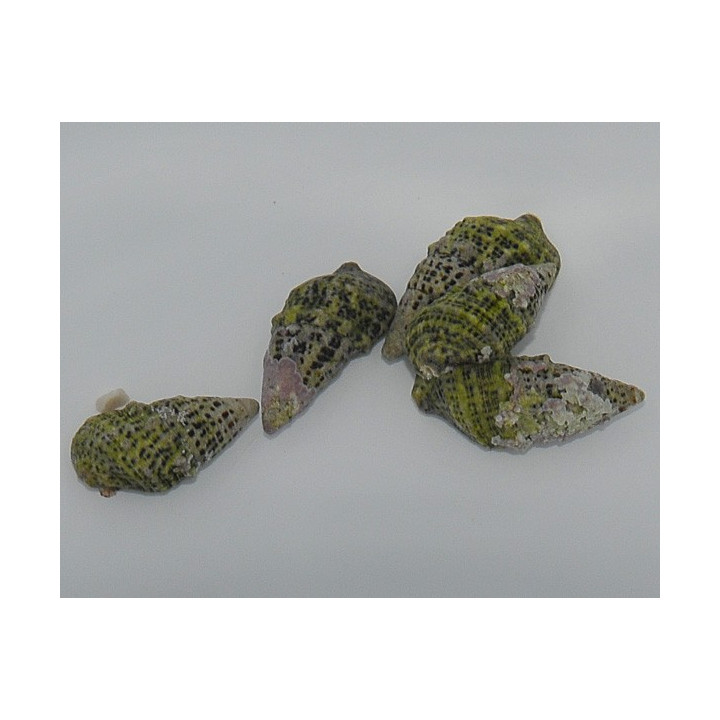 Cerithium (Tehericium) litteratum - Cerith Snail