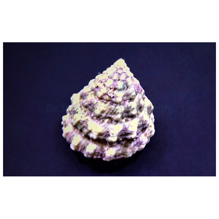 Tectus fenestratus eli Giant Turbo Snail on 5–7 cm kokoinen, tehokas levänsyöjä reef safe -akvaarioon. Puhdistaa pinnat ja sopii