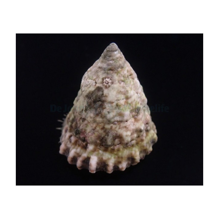 Tectus fenestratus eli Giant Turbo Snail on 5–7 cm kokoinen, tehokas levänsyöjä reef safe -akvaarioon. Puhdistaa pinnat ja sopii
