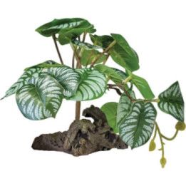 Repto REPTO PLANT ON DECO BEGONIA - Repto
