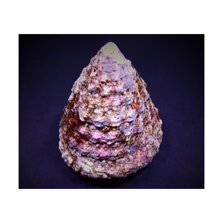 Tectus fenestratus (Show size)