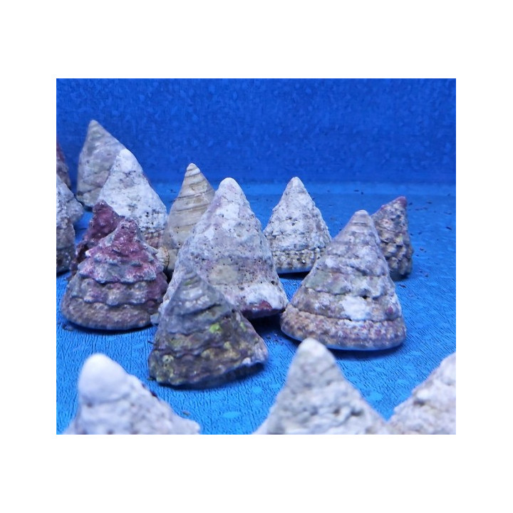 Tectus fenestratus (Show size)