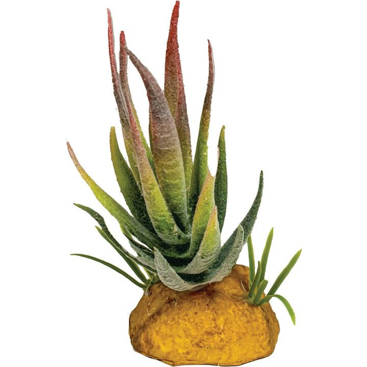 Repto REPTO PLANT ALOE RED TIP - Repto