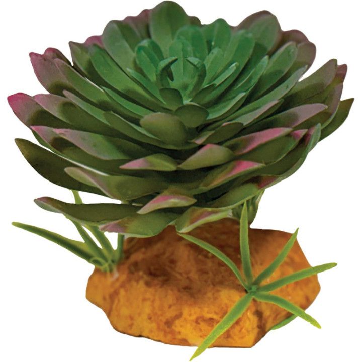 Repto REPTO PLANT ECHEVERIA - Repto