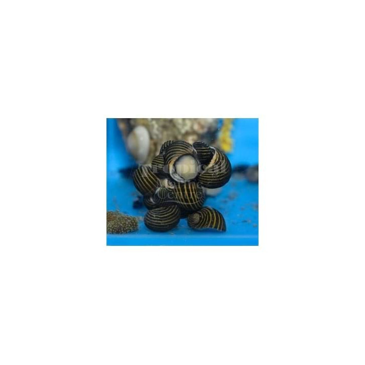 Neritina spp. - Snail - Nerite