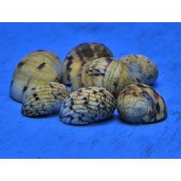 Neritina tesselata