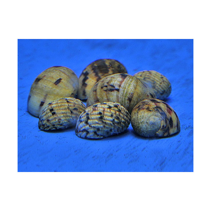 Neritina tesselata