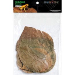 Habistat HABISTAT DADAP 10 LEAVE X - Habistat