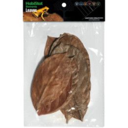 Habistat HABISTAT JACKFRUIT LEAVE 10 X - Habistat