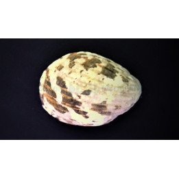 Neritina albicilla