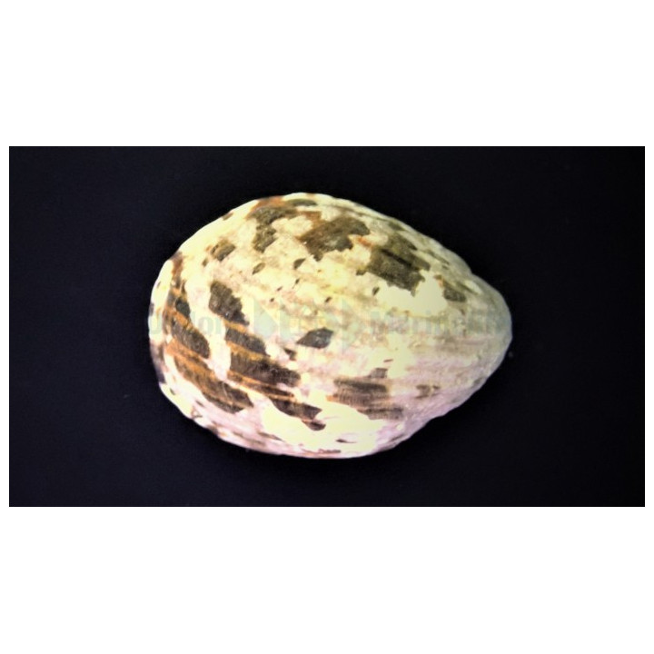 Neritina albicilla
