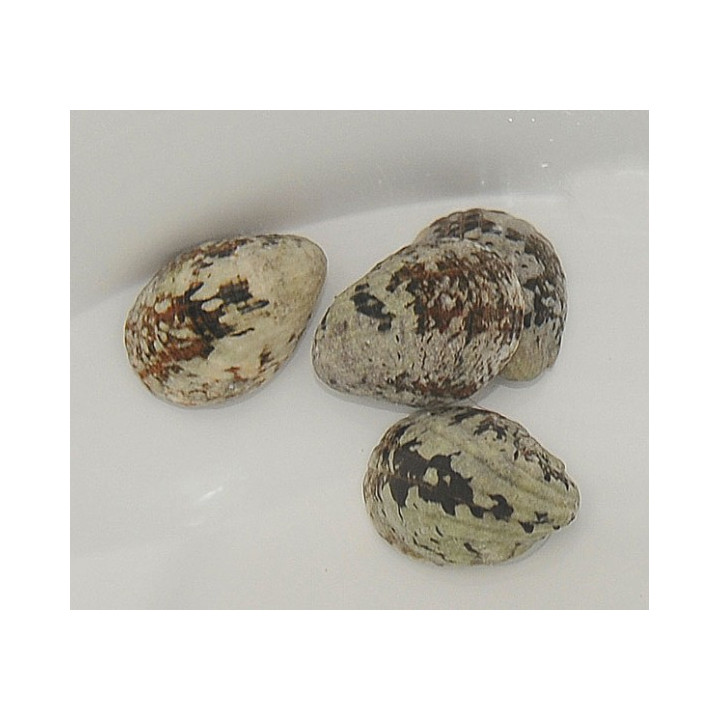 Neritina albicilla