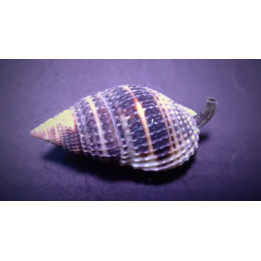 Nassarius vibex – Nitrus Snail | Pieni mutta tehokas pohjasiivooja