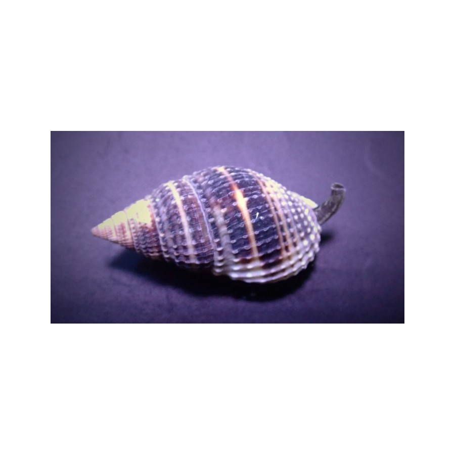 Nassarius vibex - Snail - Nitrus