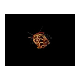 Babylonia formosae - Snail - Orange Marble