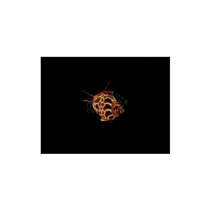 Babylonia formosae - Snail - Orange Marble