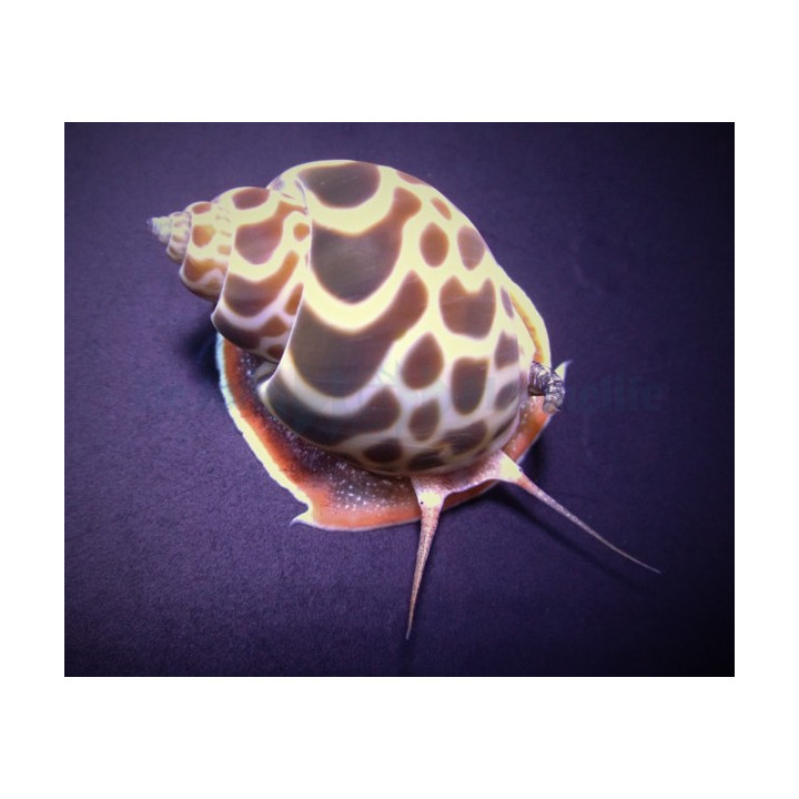 Babylonia zeylanica