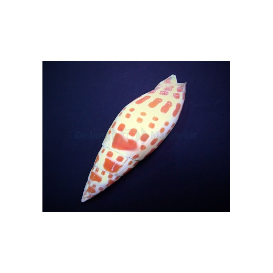 Mitra mitra - Snail - Orange Spot